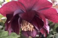 Tender Maroon Hellebore
