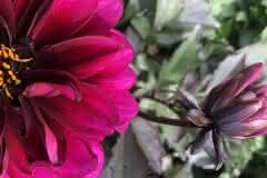 Black Leafed Magenta Dahlia