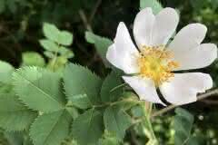 Thimbleberry Buds