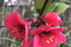 Pink Wild Flower