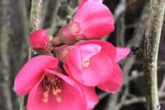 Pink Wild Flower
