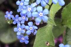 Teeny Tiny Blue Forget Me Not Flowers