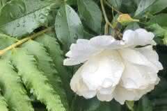 White Rose