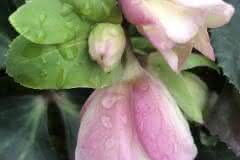 Tender Pink Hellebore