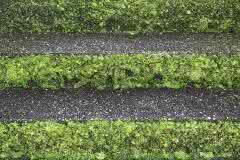 Moss on Steps