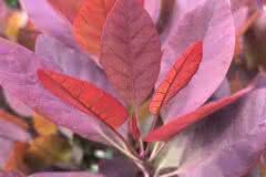 Cotinus Coggygria Royal Purple