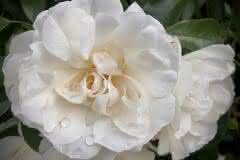 White Rose