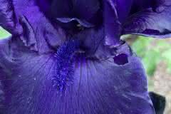 Deep Purple Iris