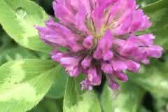 red clover