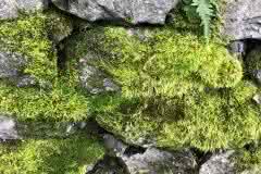 Moss Stone Fence
