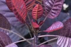 Maroon Leaves of the Royal Purple